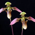 Paphiopedilum appletonianum