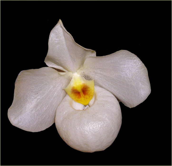 Paphiopedilum 'Armeni white'