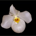 Paphiopedilum 'Armeni white'