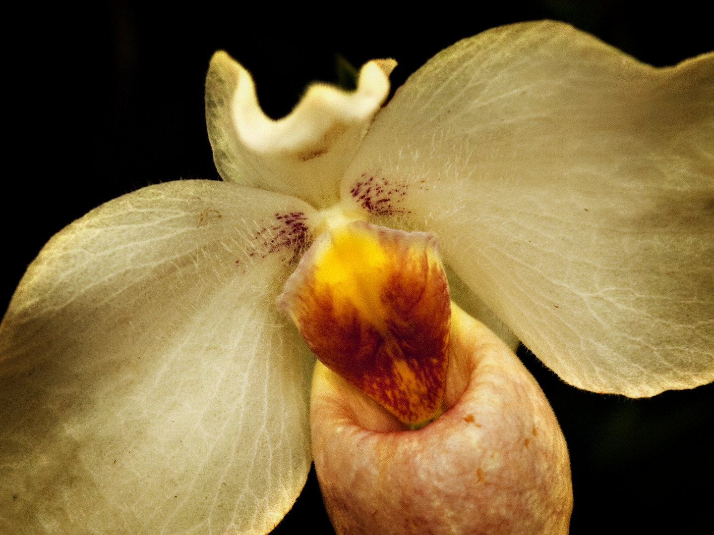 Paphiopedilum Armeni White (Sinnliche Blüten 2010)