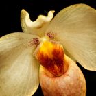 Paphiopedilum Armeni White (Sinnliche Blüten 2010)