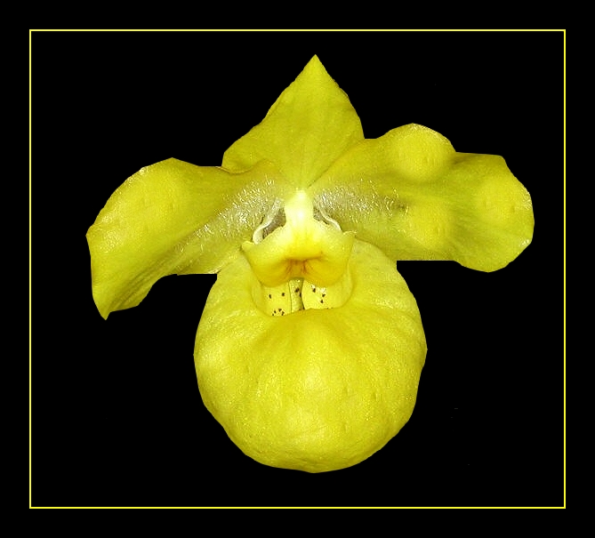 Paphiopedilum armeniacum