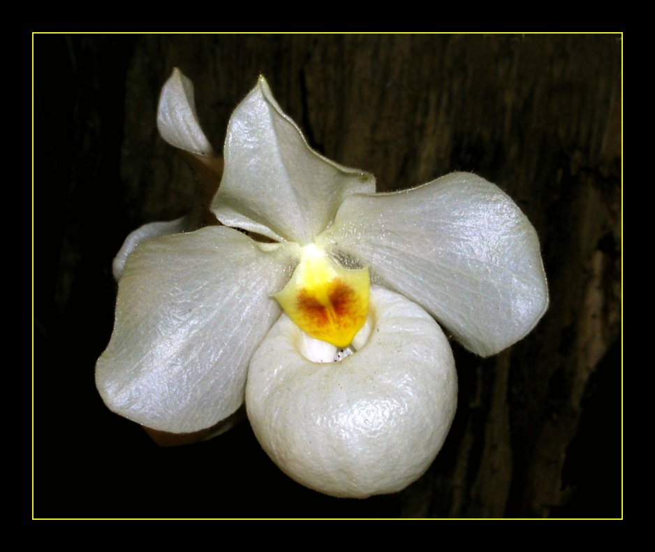 Paphiopedilum Armeniwhite