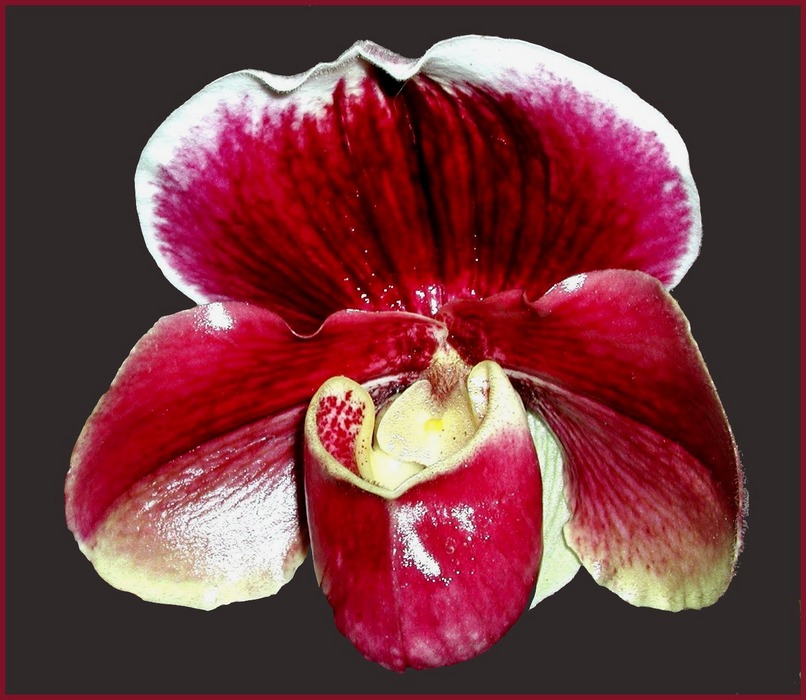 Paphiopedilum