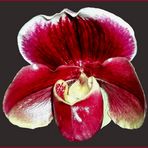 Paphiopedilum