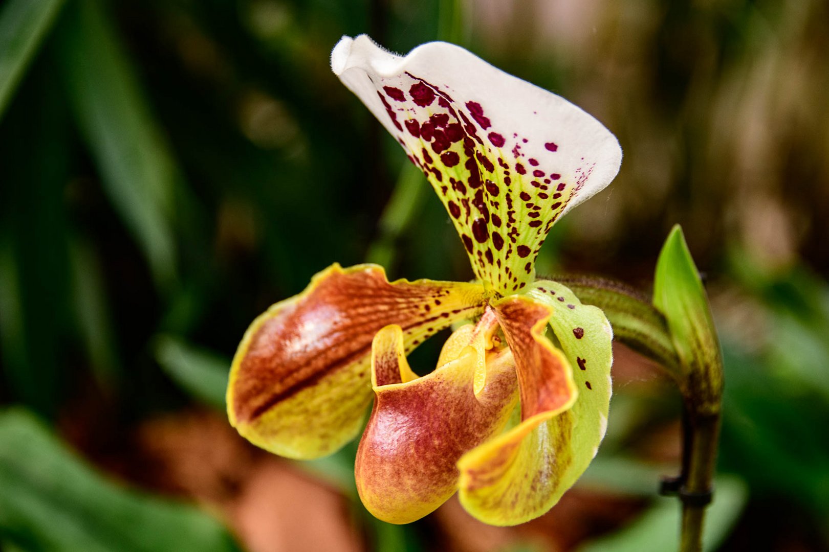 Paphiopedilum