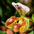 Paphiopedilum