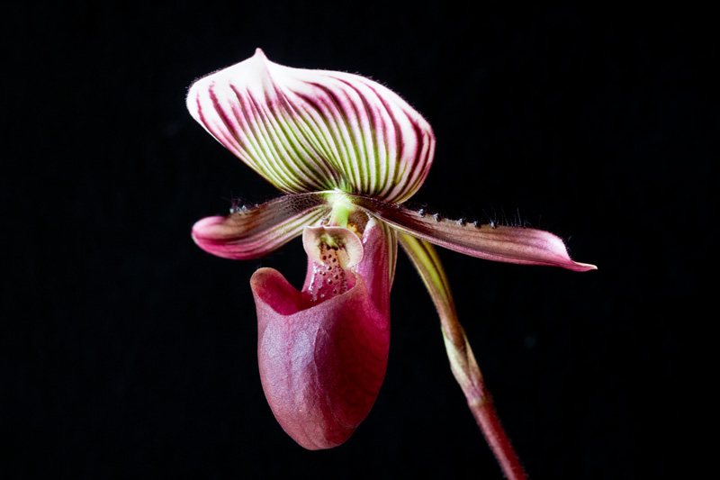 Paphiopedilum barbatum var. nigritum