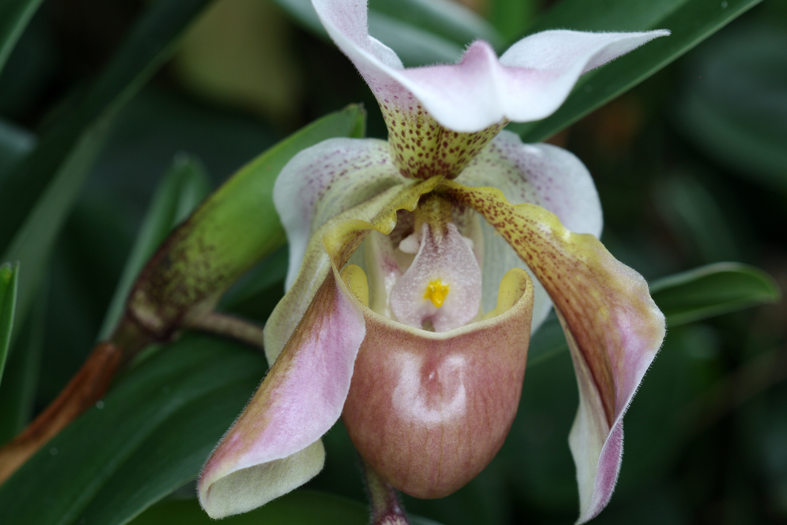 Paphiopedilum 'berit'