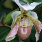 Paphiopedilum 'berit'