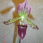 paphiopedilum blüte