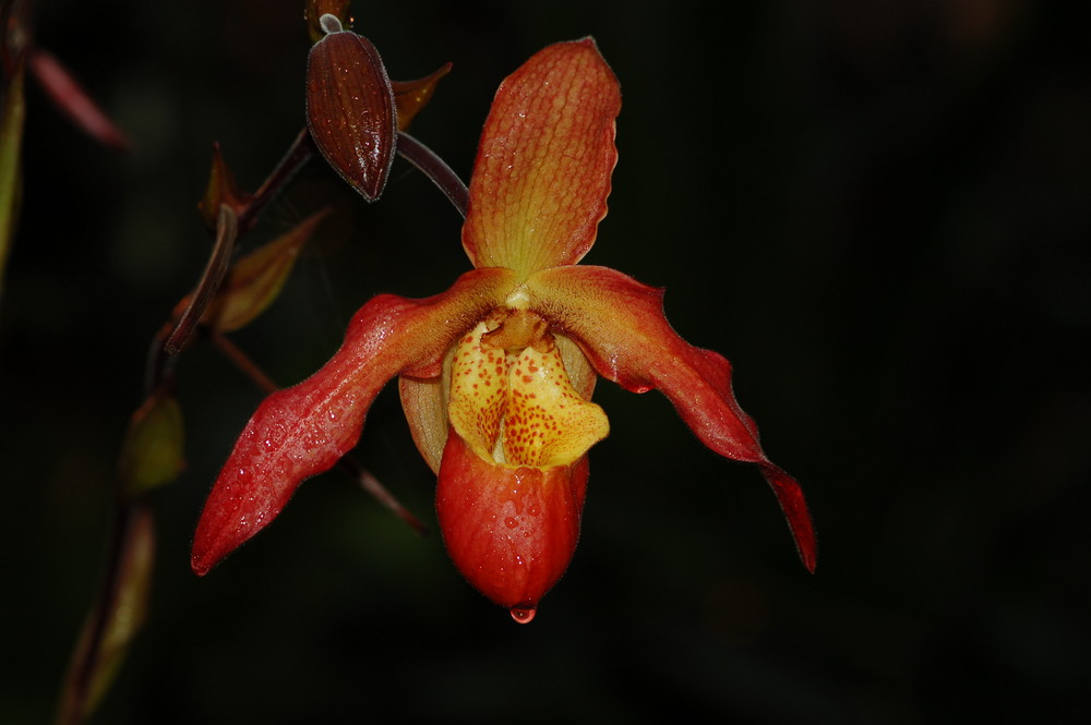 Paphiopedilum-Blüte bei Nacht