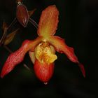 Paphiopedilum-Blüte bei Nacht