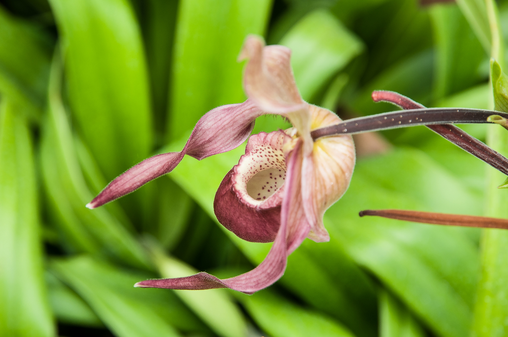 Paphiopedilum BlüteDSC_0317