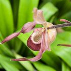 Paphiopedilum BlüteDSC_0317