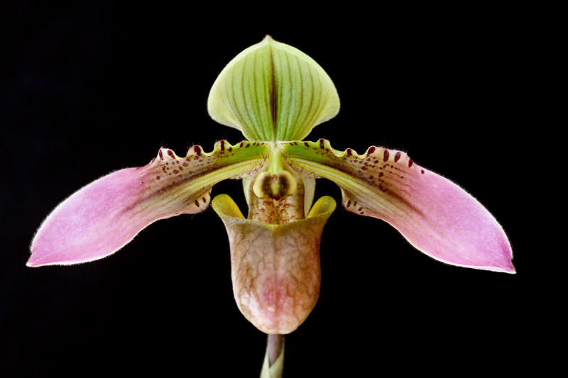 Paphiopedilum bullenianum