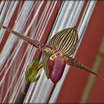 Paphiopedilum