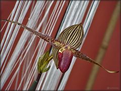 Paphiopedilum