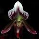 Paphiopedilum callosum