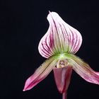 Paphiopedilum callosum var. vietnamense