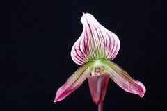 Paphiopedilum callosum var. vietnamense