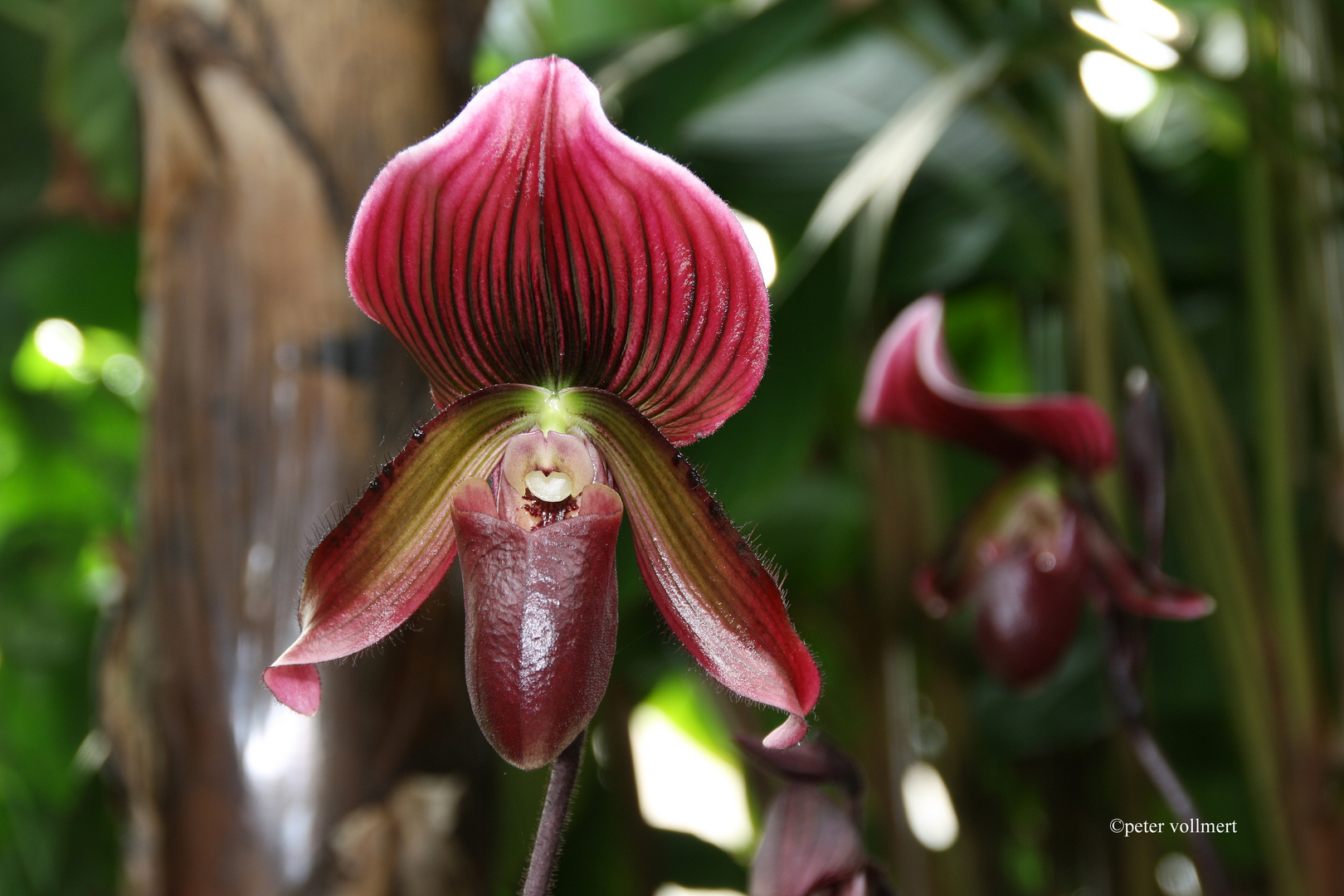 Paphiopedilum callosum 'venicolor'