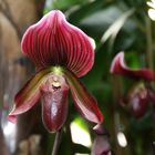 Paphiopedilum callosum 'venicolor'