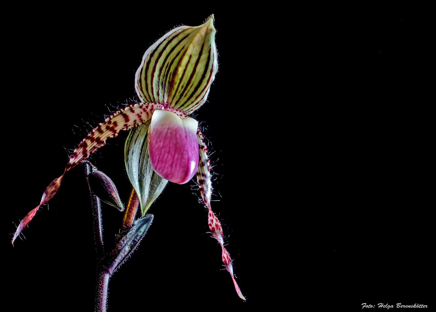 Paphiopedilum "Carola Adenauer"