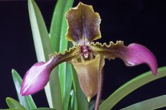 Paphiopedilum chiwuanum