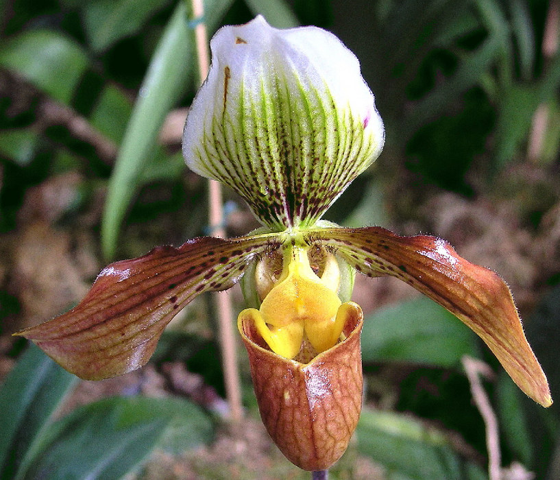 Paphiopedilum 'Crossianum' (insigne x venustum)