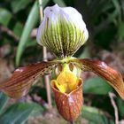 Paphiopedilum 'Crossianum' (insigne x venustum)