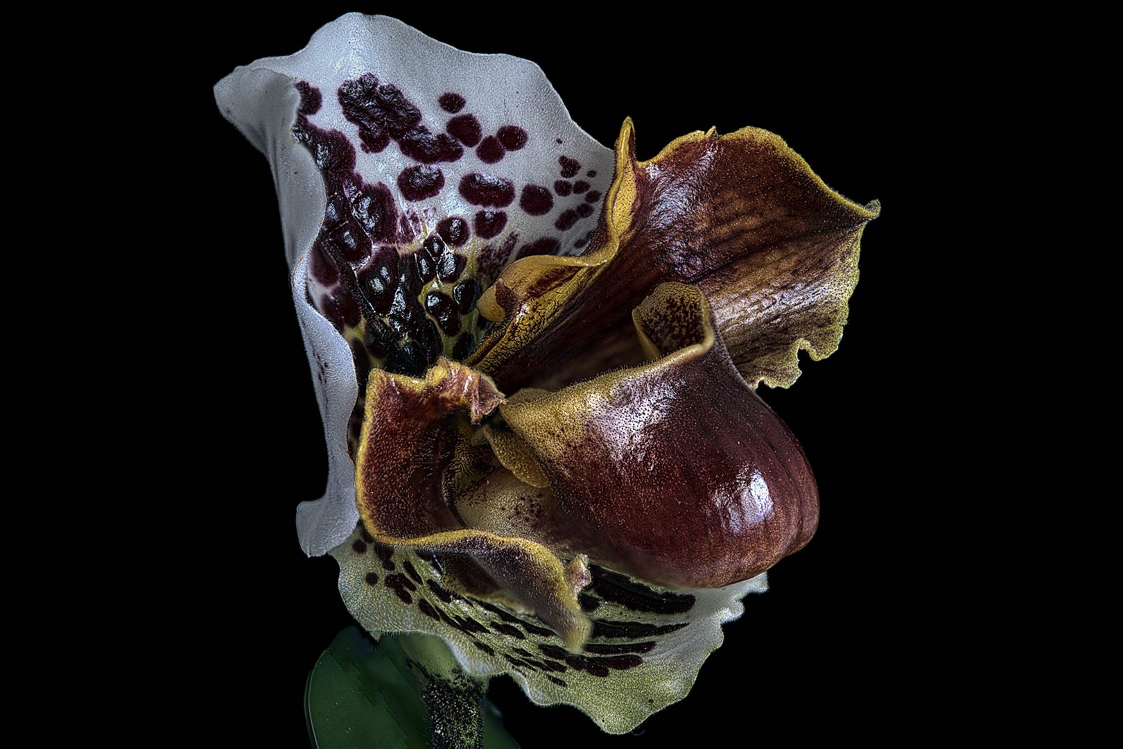 Paphiopedilum 