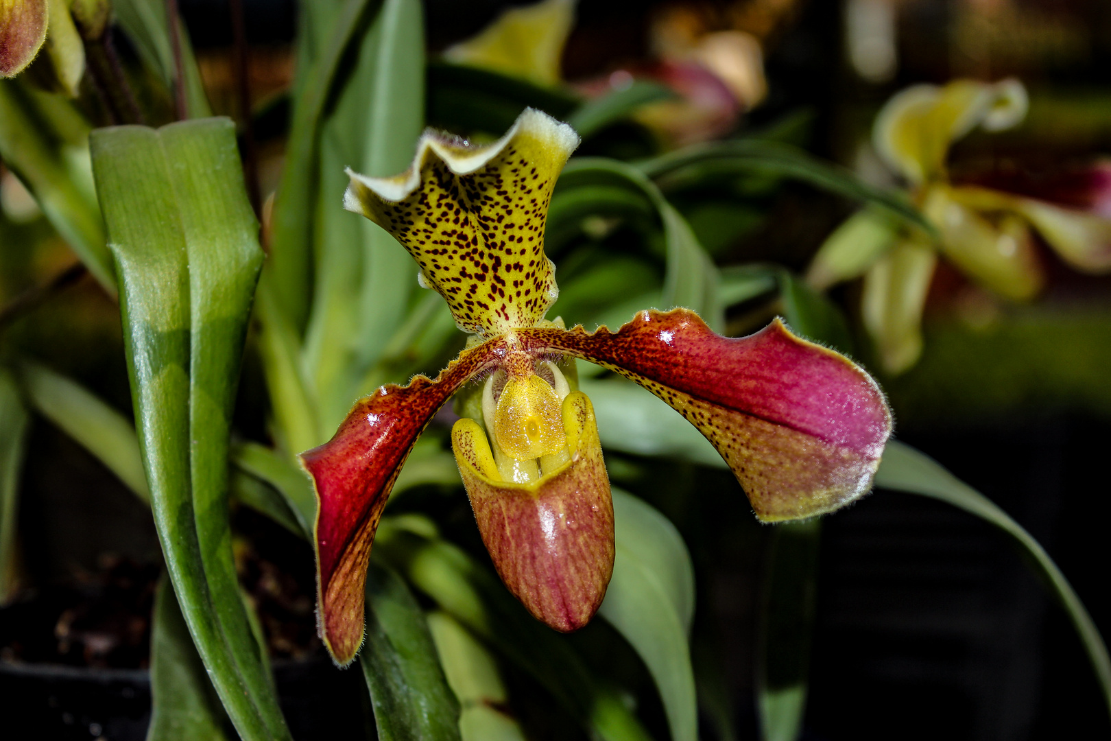 Paphiopedilum