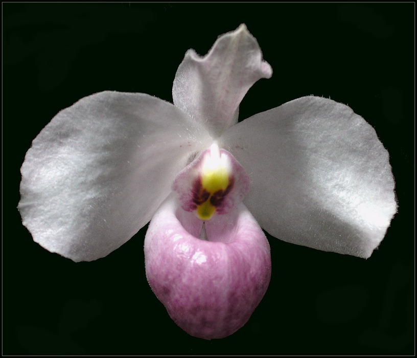 Paphiopedilum 'delenatii'