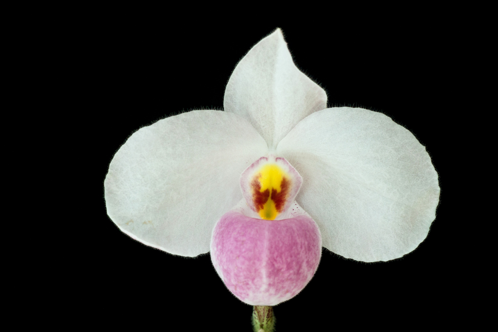 Paphiopedilum delenatii x delenatii f. alba