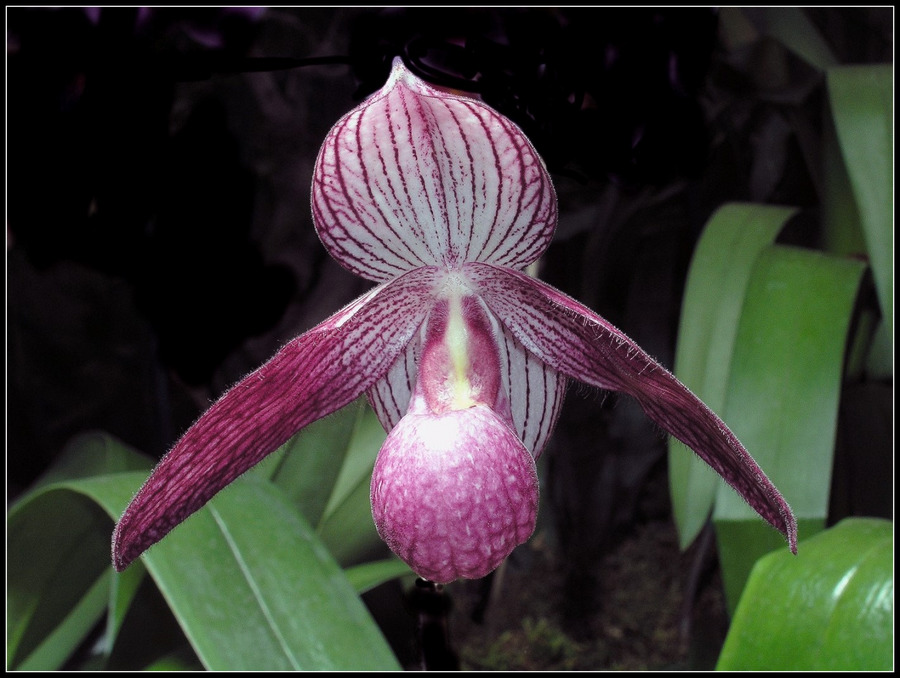 Paphiopedilum Delrosi 'irmi'