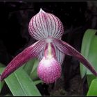 Paphiopedilum Delrosi 'irmi'