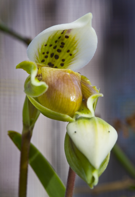 Paphiopedilum exul 0209