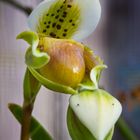 Paphiopedilum exul 0209