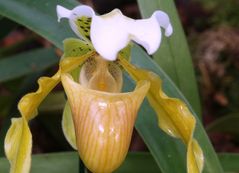 Paphiopedilum exul (Thailand)