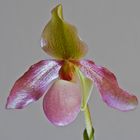 Paphiopedilum....