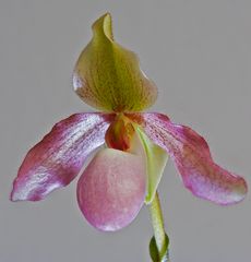 Paphiopedilum....