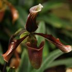 Paphiopedilum