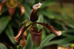 Paphiopedilum