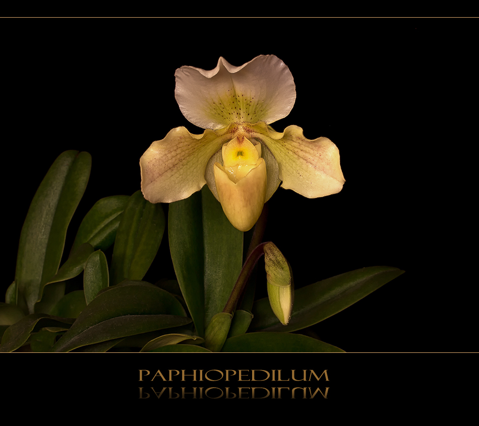 Paphiopedilum - Frauenschuh...