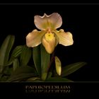 Paphiopedilum - Frauenschuh...