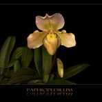 Paphiopedilum - Frauenschuh...