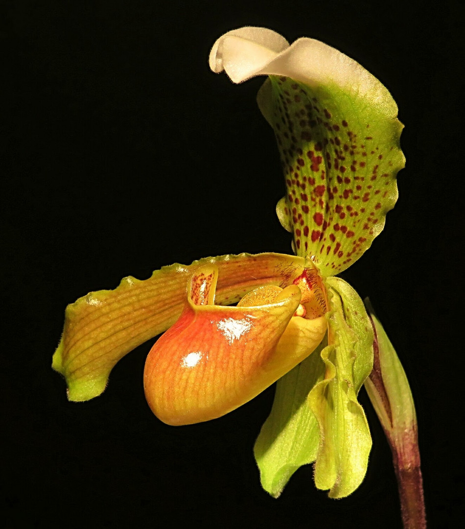 Paphiopedilum (Frauenschuh) 