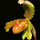 Paphiopedilum (Frauenschuh) 