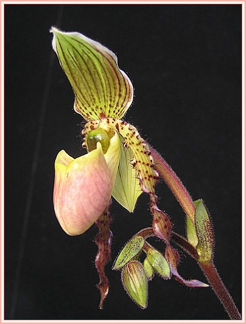 Paphiopedilum - Frauenschuh